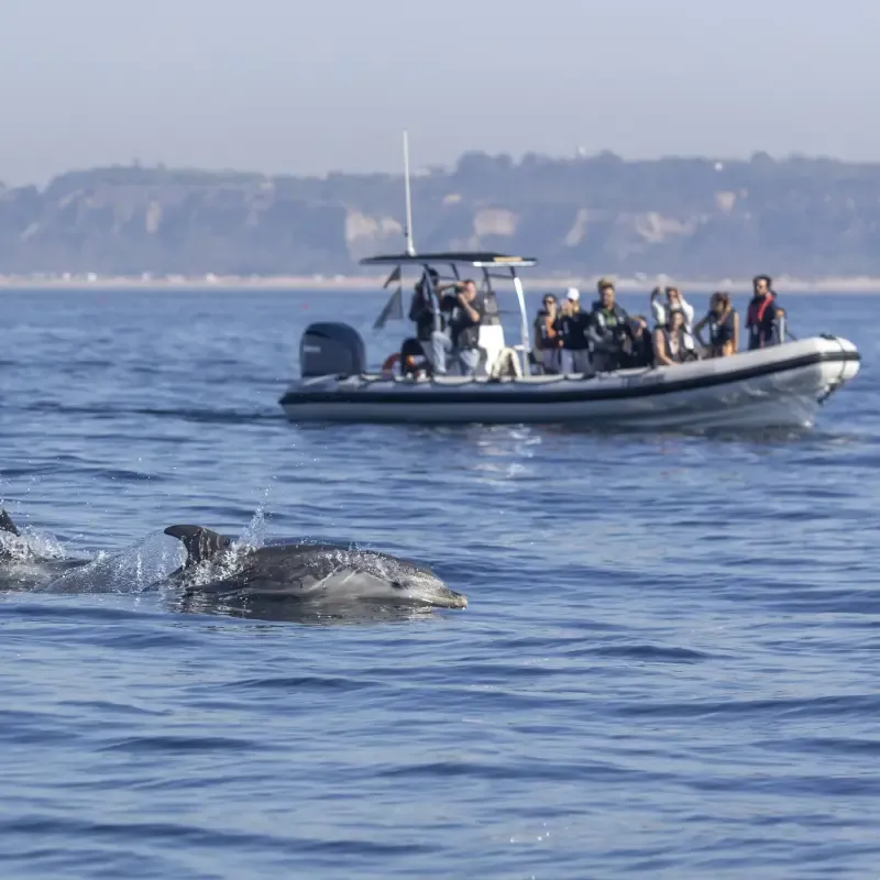 Dolphin Watching Tour With Marine Biologist - 3