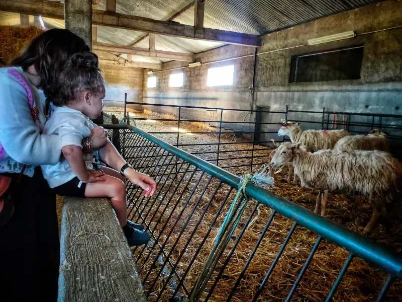 image 5 - Be a Shepherd for a Day: Discover the Beauty of Rural Life