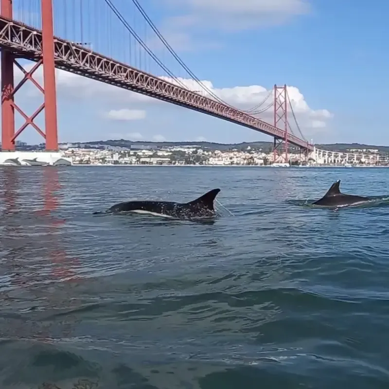 image 4 - Dolphin Watching Tour With Marine Biologist