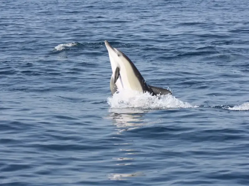 image 5 - Explore a observação de golfinhos com um biólogo marinho no Parque Marinho de Sesimbra.
