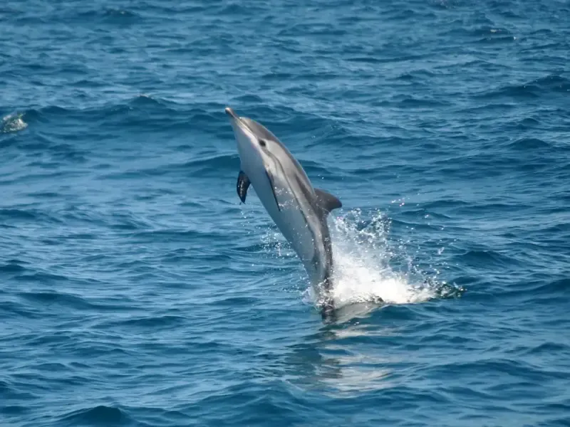 image 5 - Avistamiento de delfines