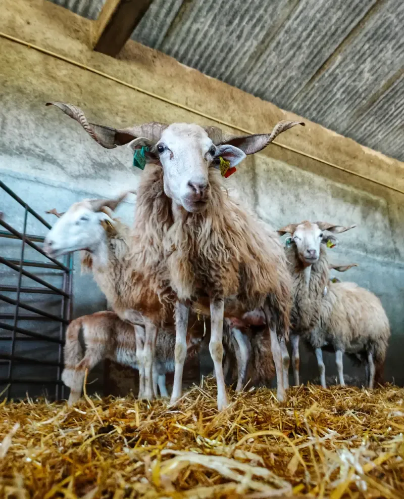 Be a Shepherd for a Day: Discover the Beauty of Rural Life - 2