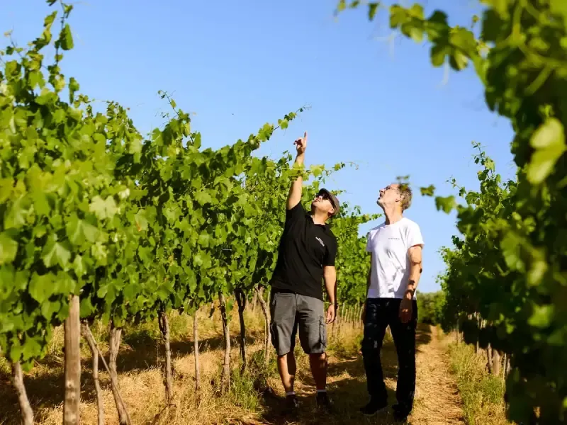 image 5 - Algarve Vineyard Tour with Wine & Olive Oil Tasting at Quinta dos Sentidos