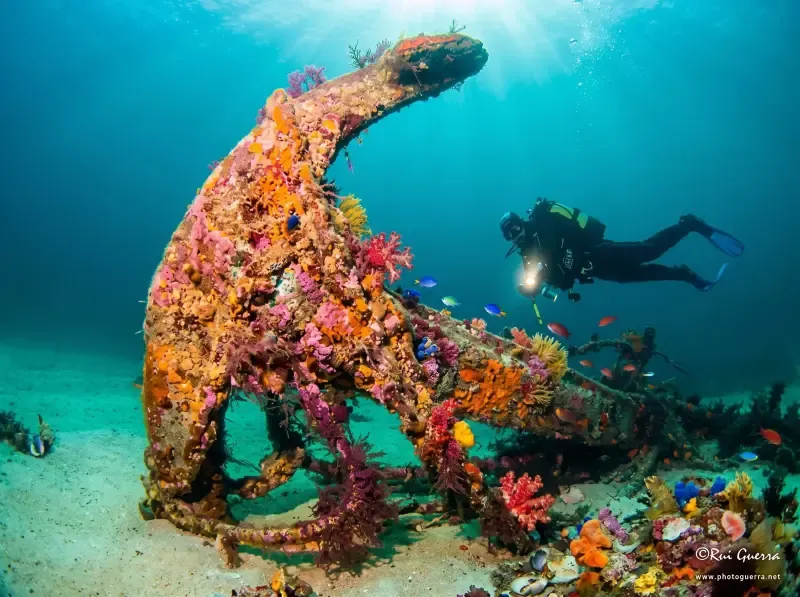 Mergulho duplo com cilindro a partir de Peniche - 3