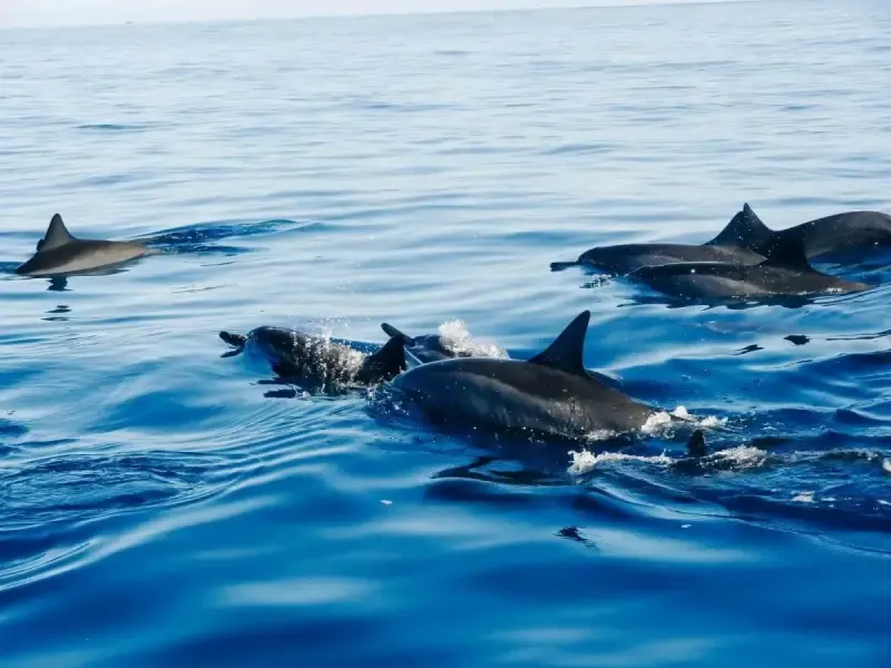 Dolphin Watching - Main