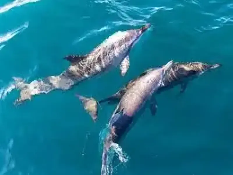 Dolphin Watching - 2