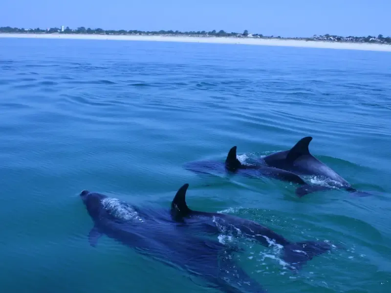 Dolphin Watching tour - 3