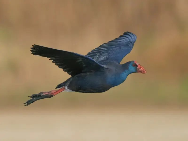 image 5 - Excursión de observación de aves en el estuario del Tajo