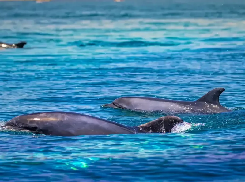 Dolphin Watching tour in Arrábida coast - 3