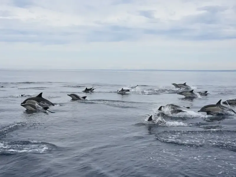 image 4 - Into The Wild - Dolphin Watching