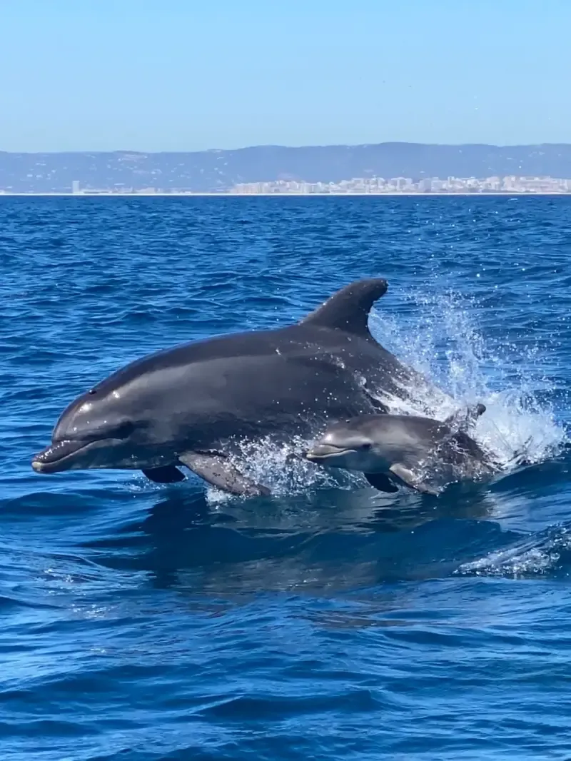 Observação de golfinhos - 2