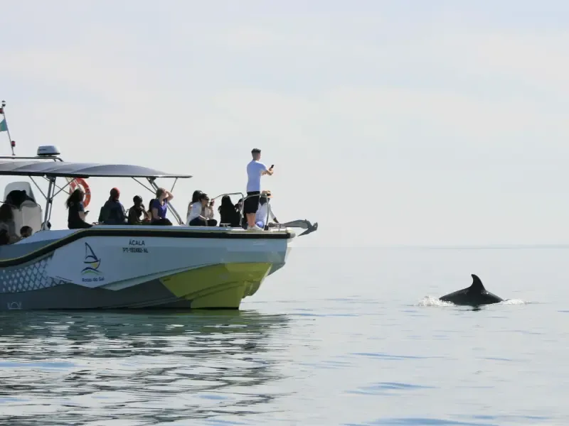Dolphin Watching tour - Main