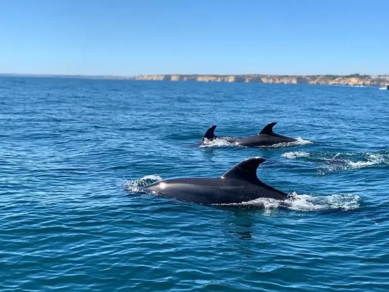 image 5 - Excursão exclusiva e privada de barco às Grutas de Benagil e Marinha
