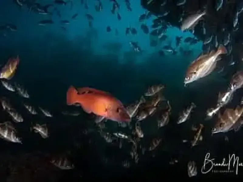 Double Scuba Dive from Porto - 3