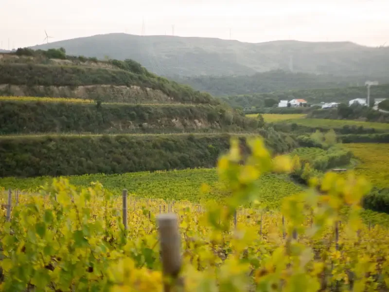 Disfrute de un maridaje gourmet de vino y queso en Quinta do Boição - 3