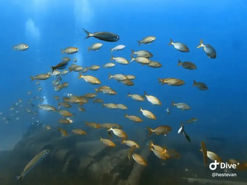 image 5 - Torne-se um mergulhador certificado em águas abertas em Peniche - Sua aventura subaquática começa aqui!