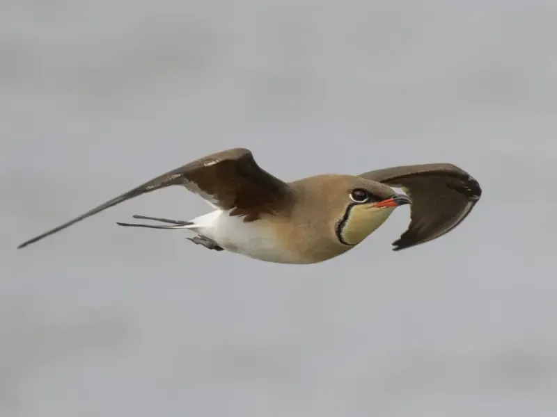 Excursión de observación de aves en el estuario del Tajo - 3