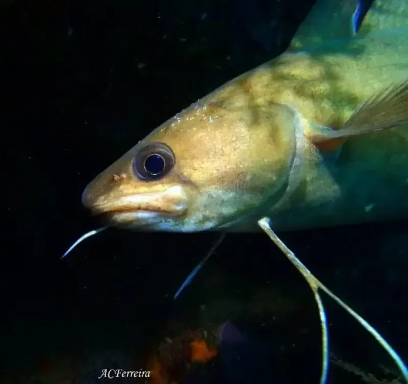 Double Scuba Dive from Lagos - 3