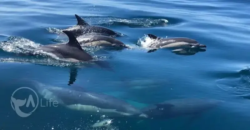 image 4 - Observação de golfinhos