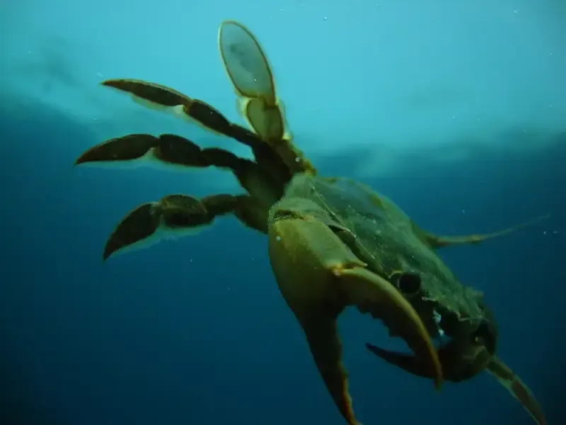 image 5 - TRY DIVE - Batismo de mergulho