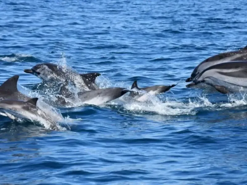 Into The Wild - Dolphin Watching - Main
