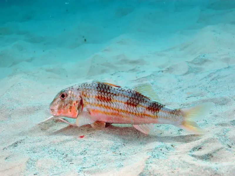 Double Snorkeling Trip in Berlengas, Peniche - 3
