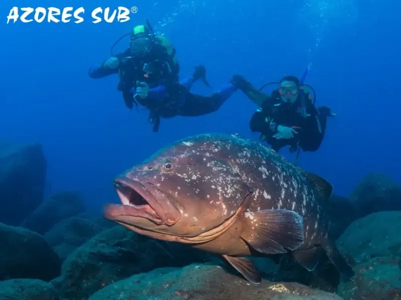 image 4 - SCUBA DIVING TRIP