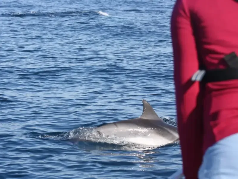 Explore a observação de golfinhos com um biólogo marinho no Parque Marinho de Sesimbra. - Main