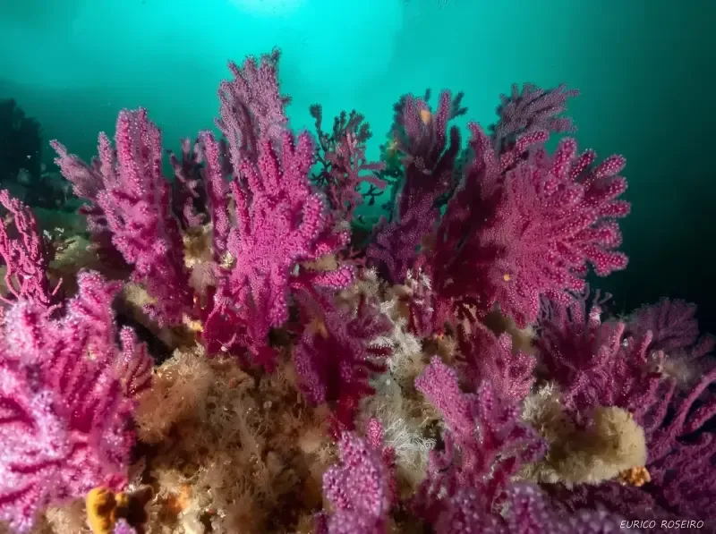 image 4 - Mergulho duplo com cilindro a partir de Peniche