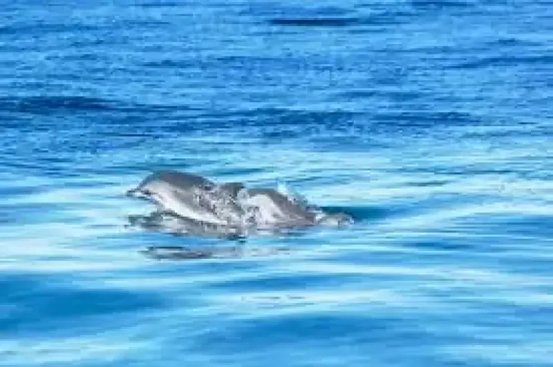 image 5 - Dolphin Watching