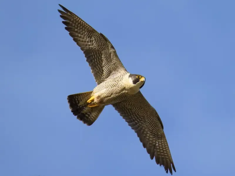 Excursión de observación de aves en las llanuras del Alentejo - Main