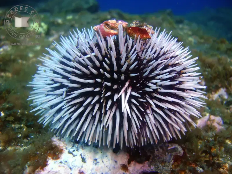 SCUBA DIVING TRIP - Main