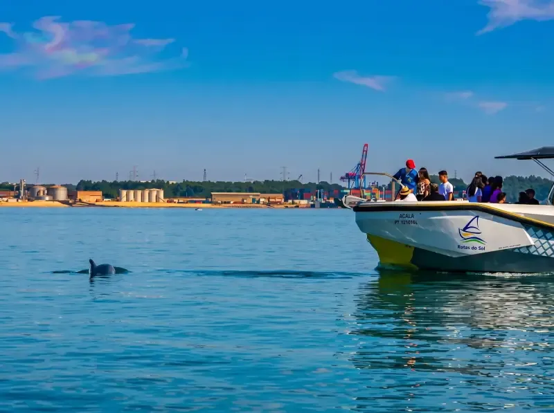 image 5 - Dolphin Watching tour in Arrábida coast