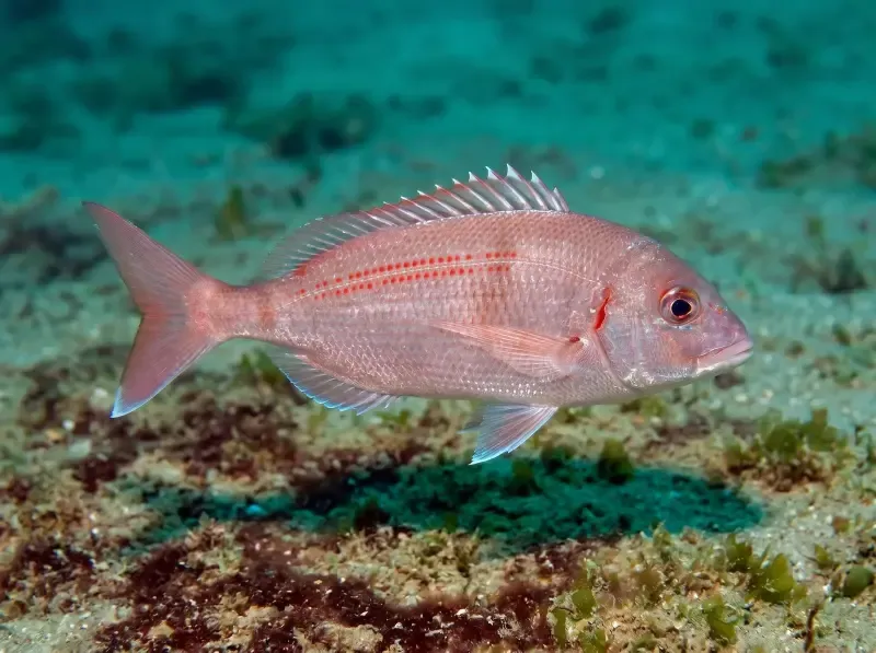 image 4 - PADI Discover Scuba Diving in Berlengas, Peniche