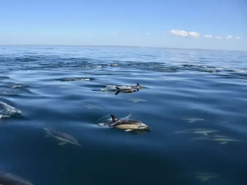 Into The Wild - Dolphin Watching - 3