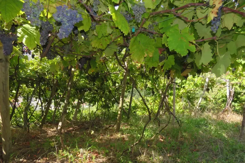 image 5 - Piscinas do Noroeste e Fanal - Uma aventura épica de um dia inteiro em um jipe aberto