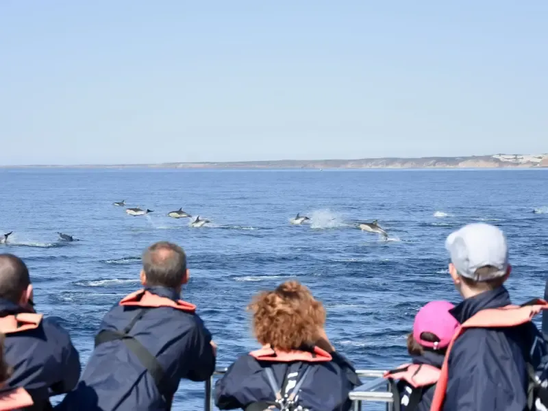 image 5 - Into The Wild - Dolphin Watching