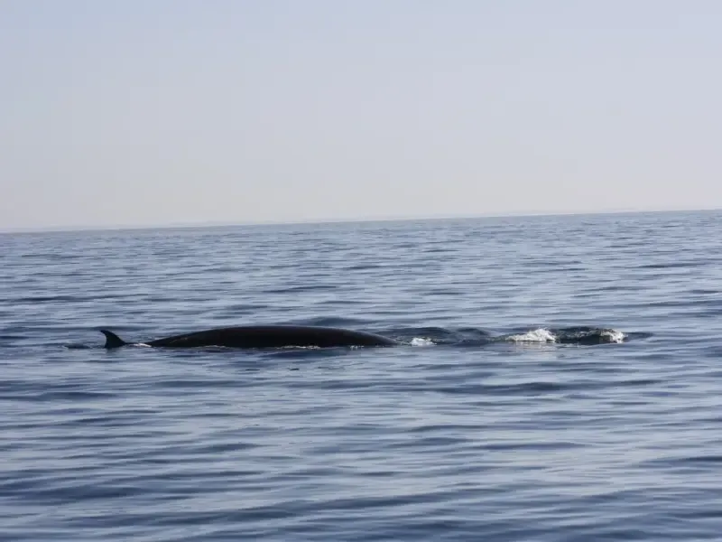 Explore a observação de golfinhos com um biólogo marinho no Parque Marinho de Sesimbra. - 3