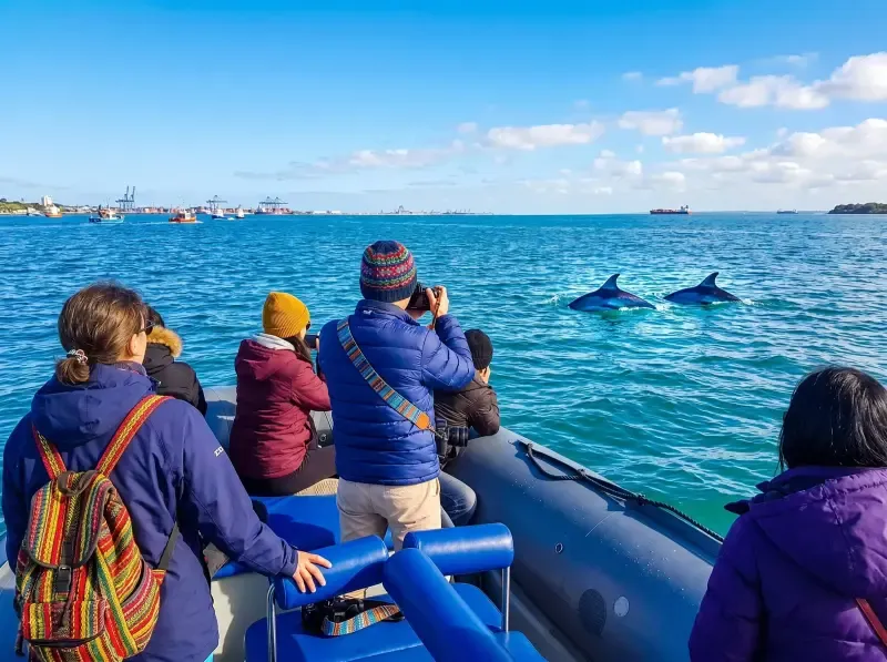 image 4 - Dolphin Watching tour in Arrábida coast