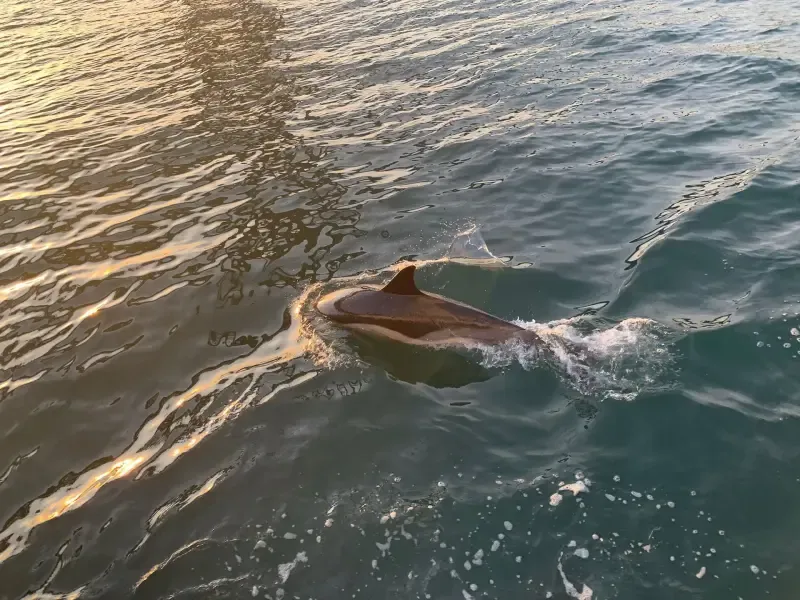 VIP Catamaran - Private Tour in Lisbon - 2