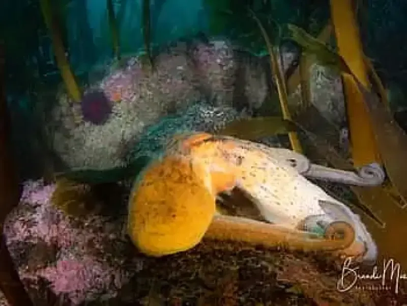 image 5 - Double Scuba Dive on a Marine Reserve