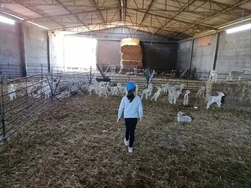 Be a Shepherd for a Day: Discover the Beauty of Rural Life - 3