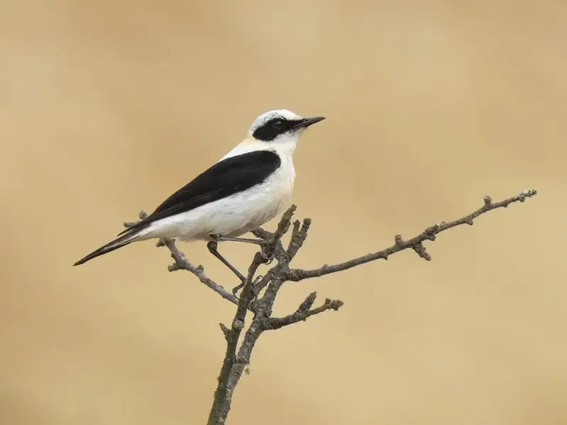 image 5 - Excursión de observación de aves en las llanuras del Alentejo