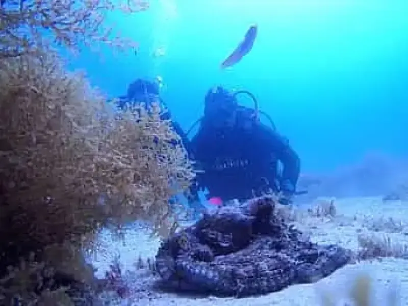 image 4 - My first scuba Dive into the Ocean from Peniche
