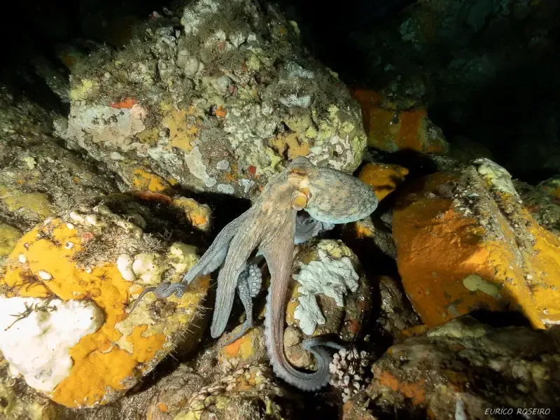 Mergulho duplo com cilindro a partir de Peniche - Main