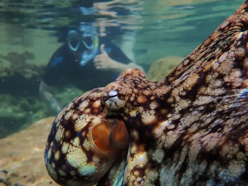 image 4 - Tour guiado de snorkel en aguas protegidas