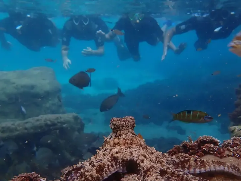 image 5 - Tour guiado de snorkel en aguas protegidas