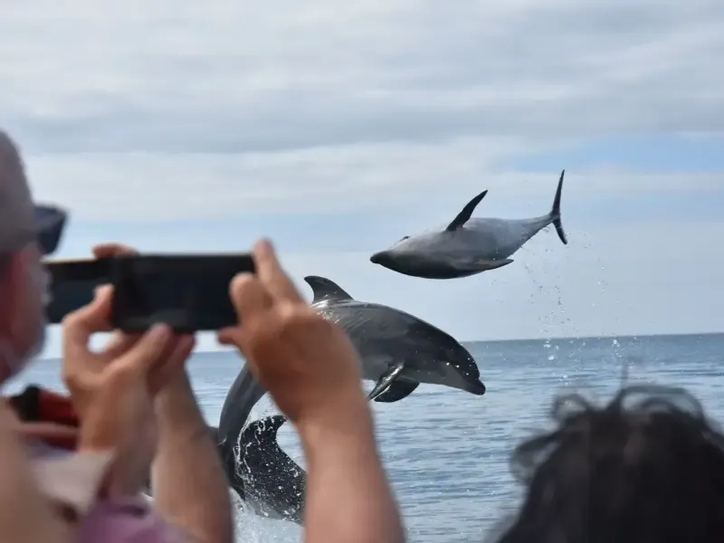 Avistamiento de delfines - 2