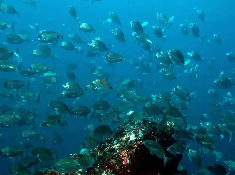 image 4 - Double Snorkeling Trip in Berlengas, Peniche