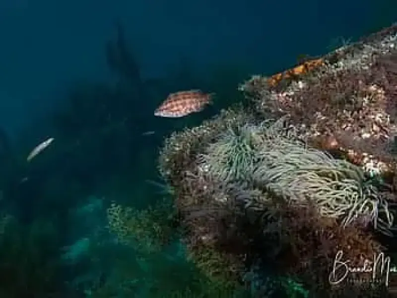 Double Scuba Dive on a Marine Reserve - 2